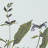 Sauge officinalis - Salvia officinalis