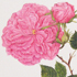 Rose « duchesse de Berry » - Rosa duchesse de Berry