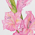 Glaieul - Gladiolus communis